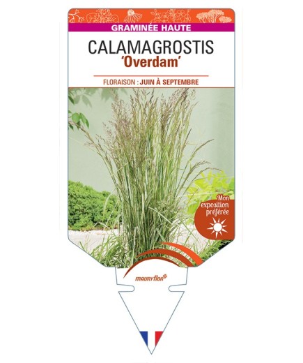 CALAMAGROSTIS x acutiflora Overdam