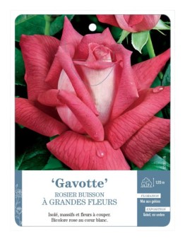 Rosier à grandes fleurs Gavotte