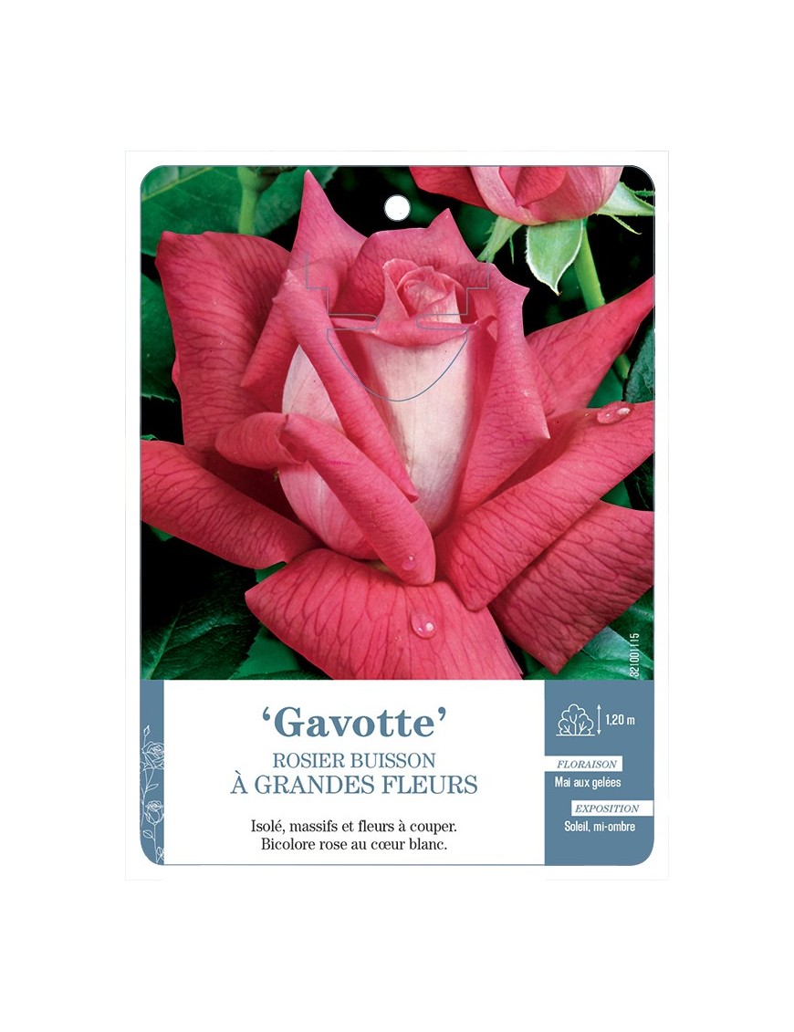 Rosier à grandes fleurs Gavotte