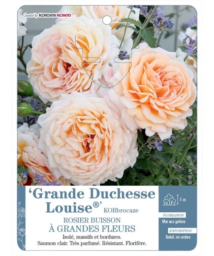 Rosier à grandes fleurs Grande Duchesse Louise® KORbrocaze