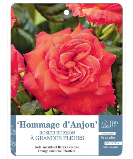 Rosier à grandes fleurs Hommage d'Anjou