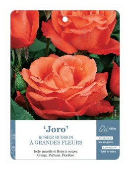 Rosier à grandes fleurs Joro