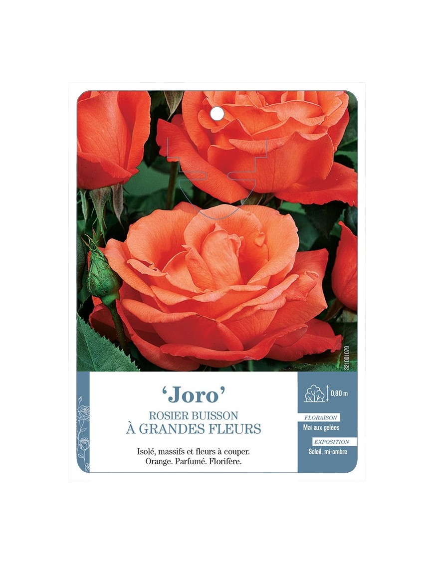 Rosier à grandes fleurs Joro