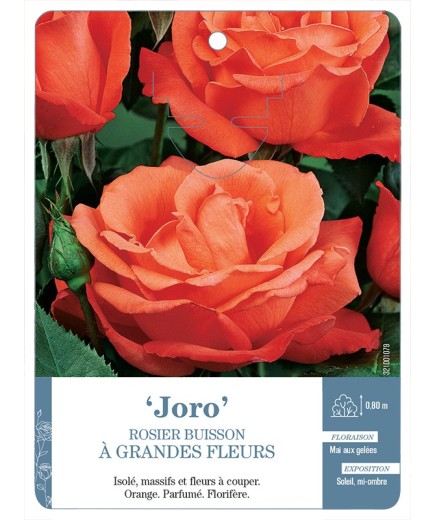 Rosier à grandes fleurs Joro