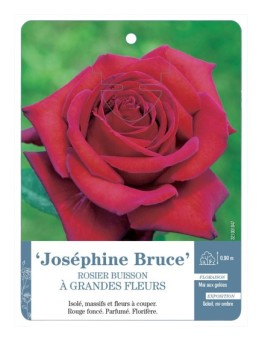 Rosier à grandes fleurs Joséphine Bruce