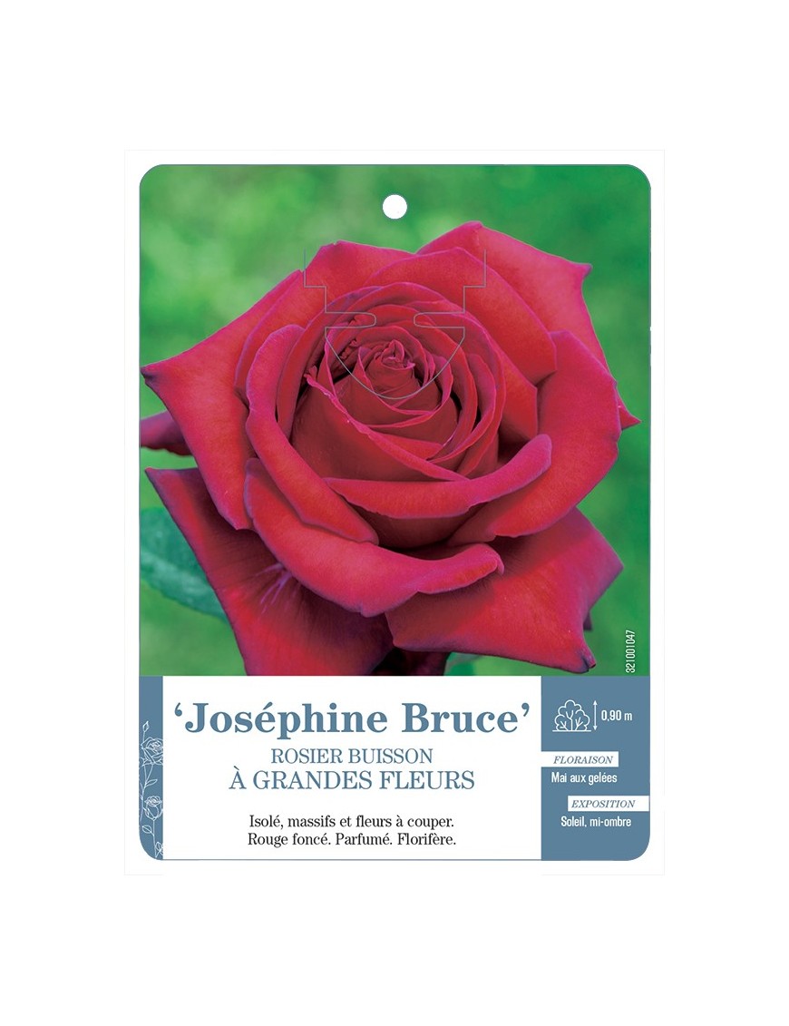 Rosier à grandes fleurs Joséphine Bruce
