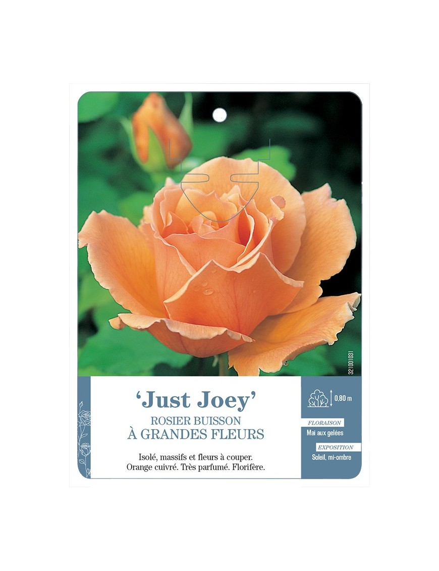 Rosier à grandes fleurs Just Joey