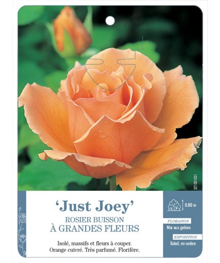 Rosier à grandes fleurs Just Joey