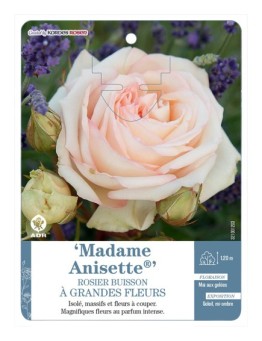 Rosier à grandes fleurs Madame Anisette®