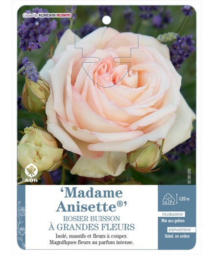 Rosier à grandes fleurs Madame Anisette®