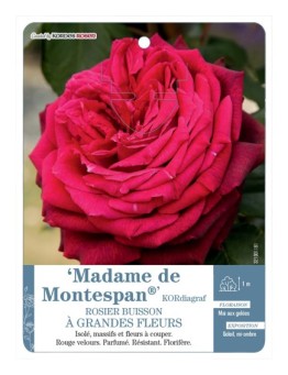 Rosier à grandes fleurs Madame de Montespan® KORdiagraf