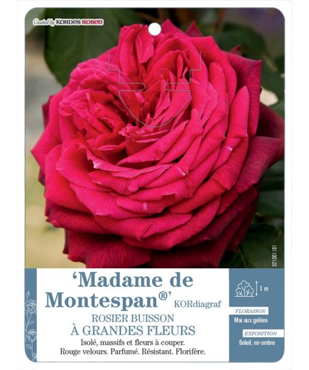 Rosier à grandes fleurs Madame de Montespan® KORdiagraf