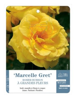 Rosier à grandes fleurs Marcelle Gret