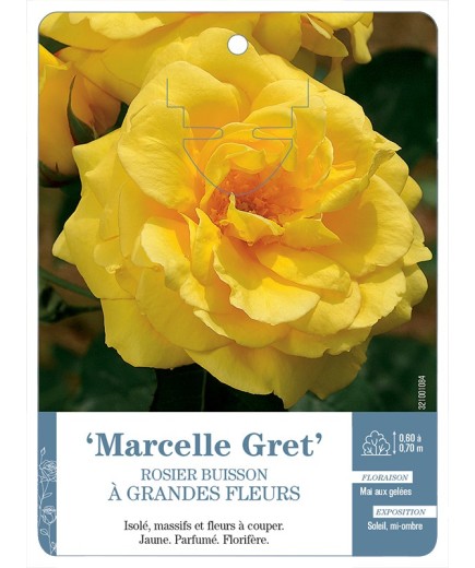 Rosier à grandes fleurs Marcelle Gret