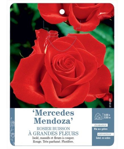 Rosier à grandes fleurs Mercedes Mendoza