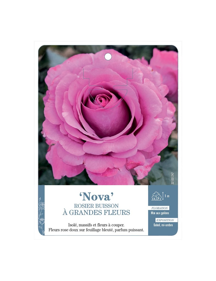 Rosier à grandes fleurs Nova