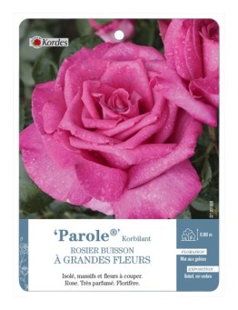 Rosier à grandes fleurs Parole® Korbilant