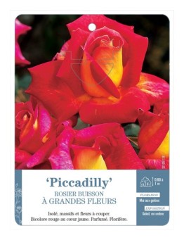 Rosier à grandes fleurs Piccadilly