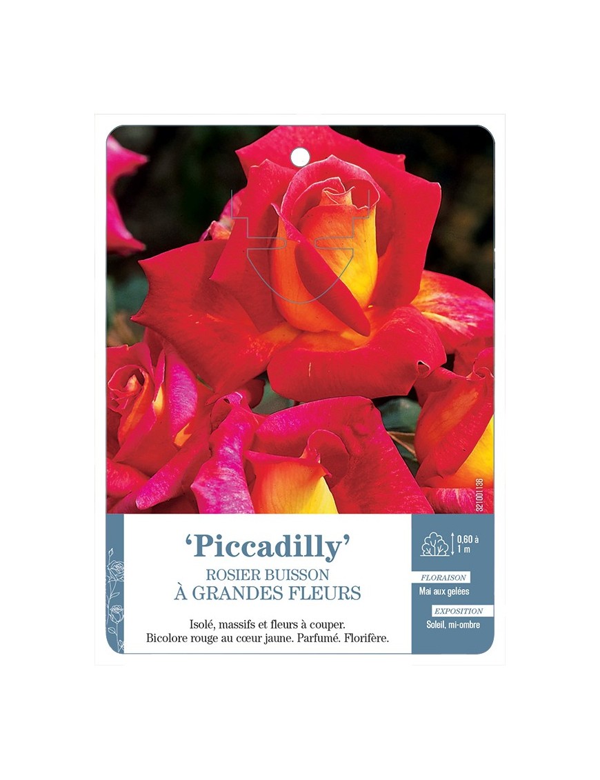 Rosier à grandes fleurs Piccadilly