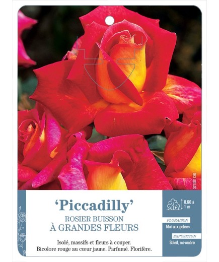 Rosier à grandes fleurs Piccadilly