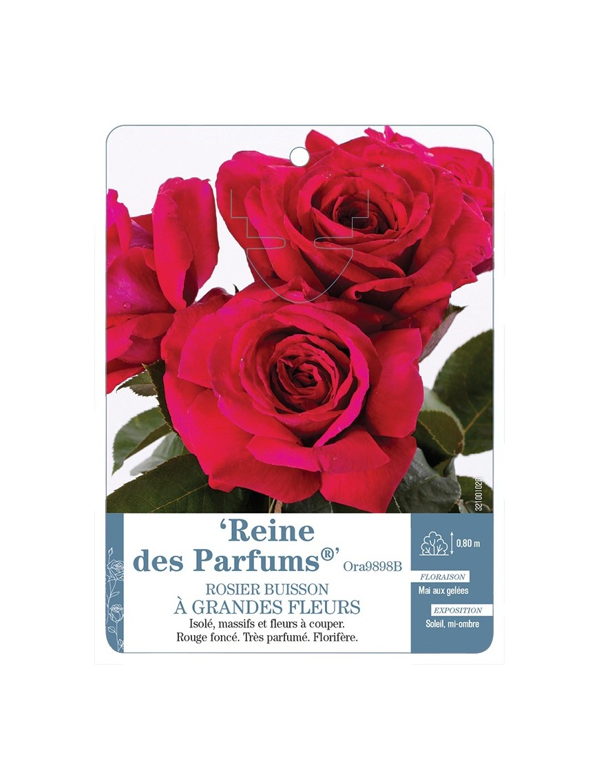 Rosier à grandes fleurs Reine des Parfums® Ora9898B