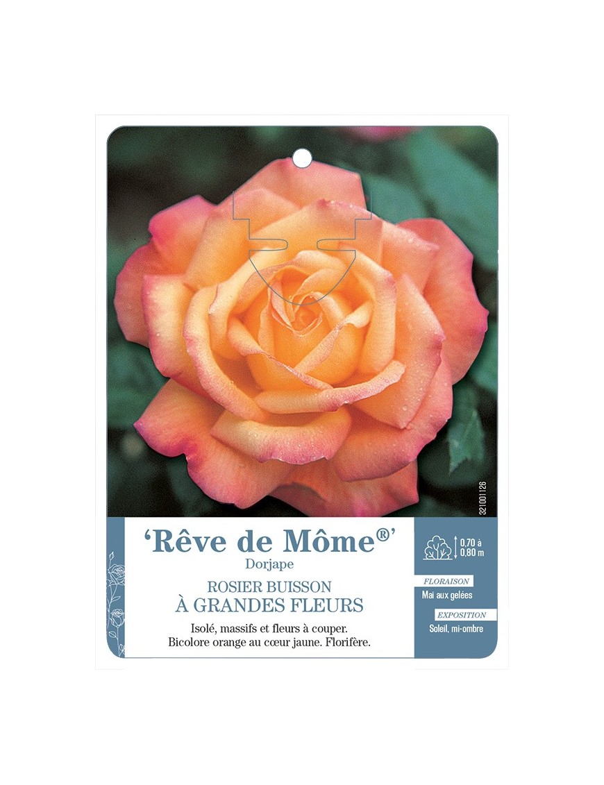 Rosier à grandes fleurs Rêve de Môme® Dorjape
