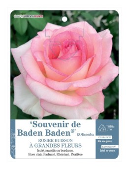 Rosier à grandes fleurs Souvenir de Baden Baden® KORsouba
