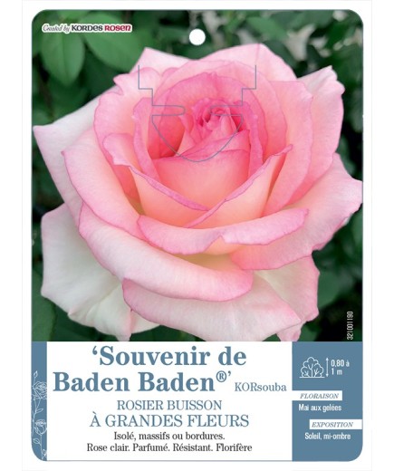 Rosier à grandes fleurs Souvenir de Baden Baden® KORsouba
