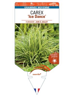 CAREX (morrowii) Ice Dance