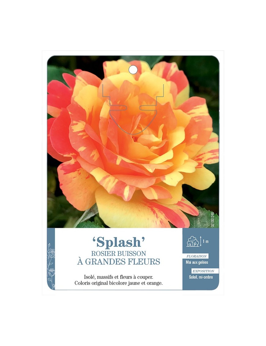 Rosier à grandes fleurs Splash
