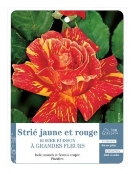 Rosier à grandes fleurs strié jaune et rouge