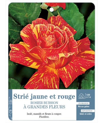 Rosier à grandes fleurs strié jaune et rouge