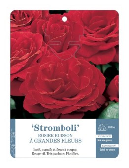Rosier à grandes fleurs Stromboli