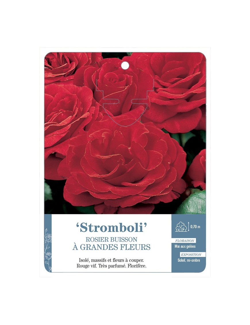 Rosier à grandes fleurs Stromboli