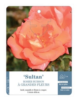 Rosier à grandes fleurs Sultan