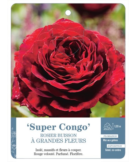 Rosier à grandes fleurs Super Congo