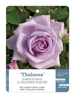 Rosier à grandes fleurs Thalassa