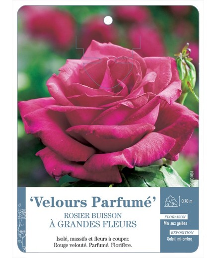 Rosier à grandes fleurs Velours Parfumé
