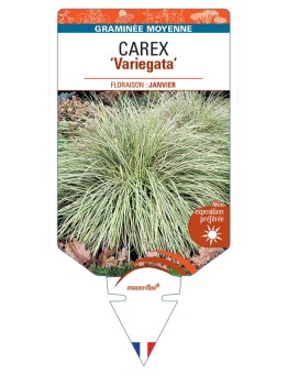 CAREX (morrowii) Variegata
