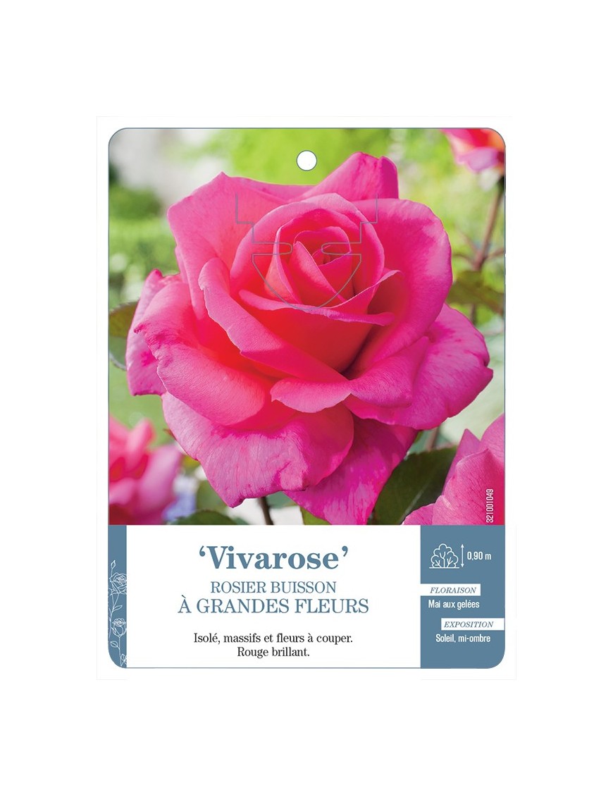 Rosier à grandes fleurs Vivarose