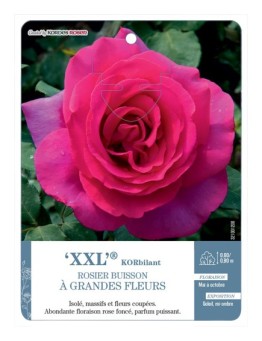 Rosier à grandes fleurs XXL® KORbilant