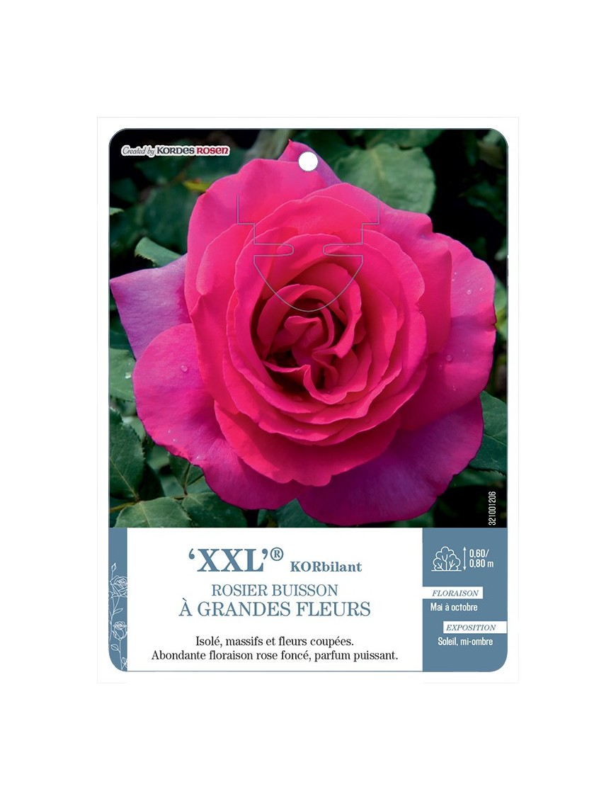 Rosier à grandes fleurs XXL® KORbilant