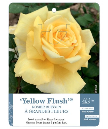 Rosier à grandes fleurs Yellow Flush®