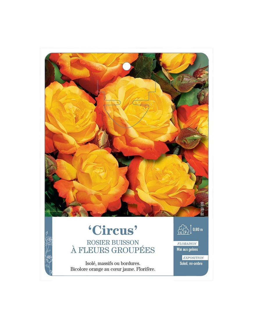 Rosier à fleurs groupées Circus