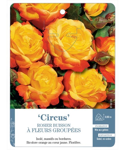 Rosier à fleurs groupées Circus