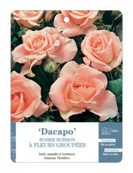 Rosier à fleurs groupées Dacapo