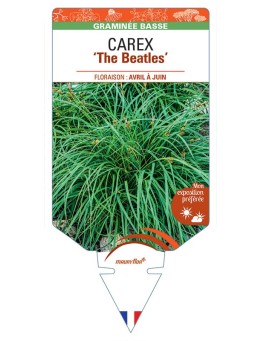 CAREX caryophyllea The Beatles