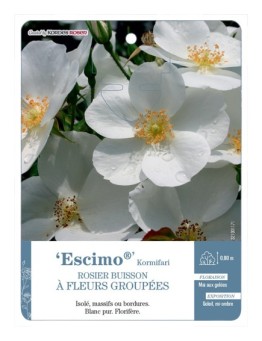 Rosier à fleurs groupées Escimo® Kormifari