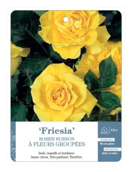 Rosier à fleurs groupées Friesia