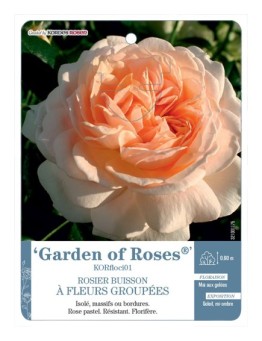 Rosier à fleurs groupées Garden of Roses® KORfloci01